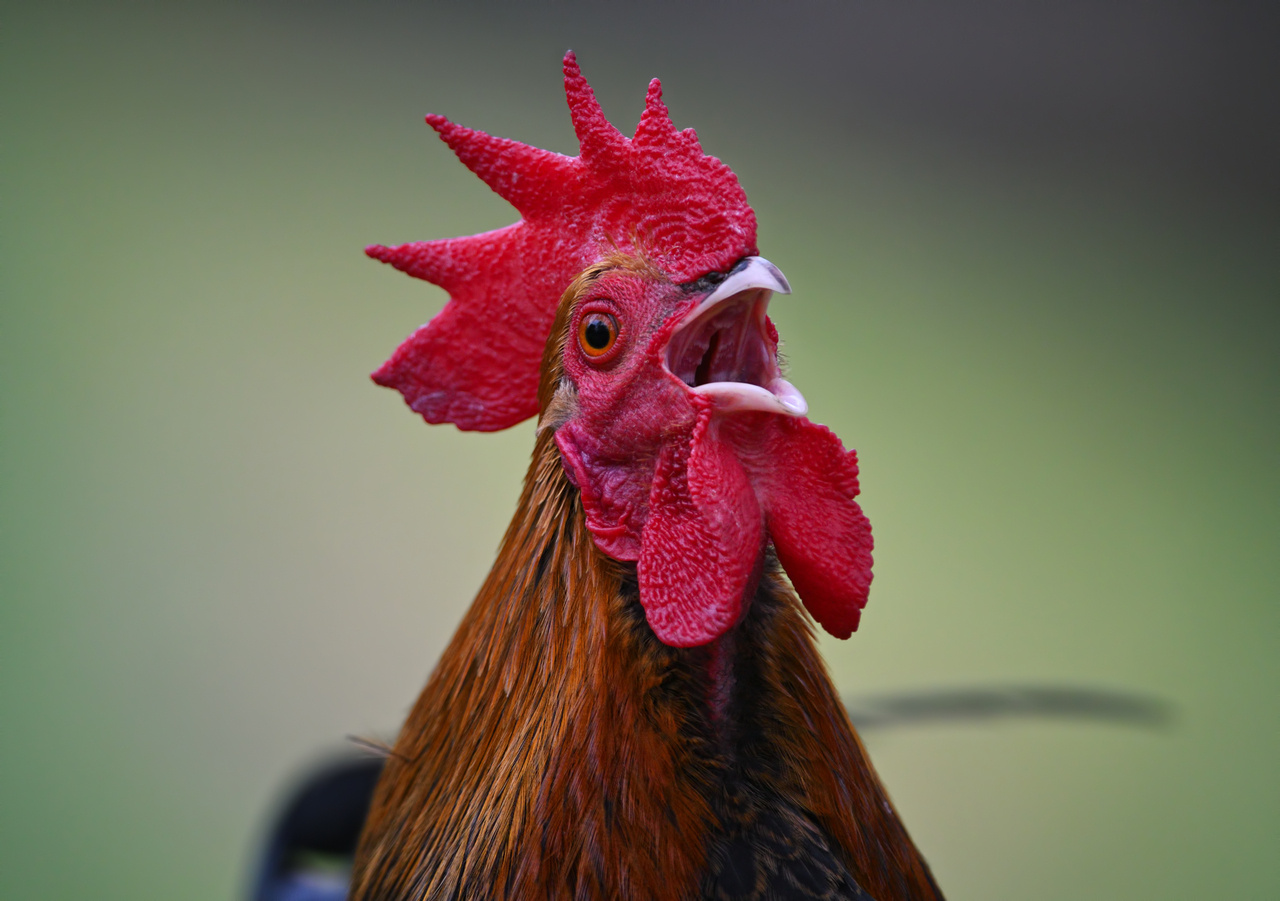 Improving Poultry Husbandry and Welfare: Essential Components for Sustainability