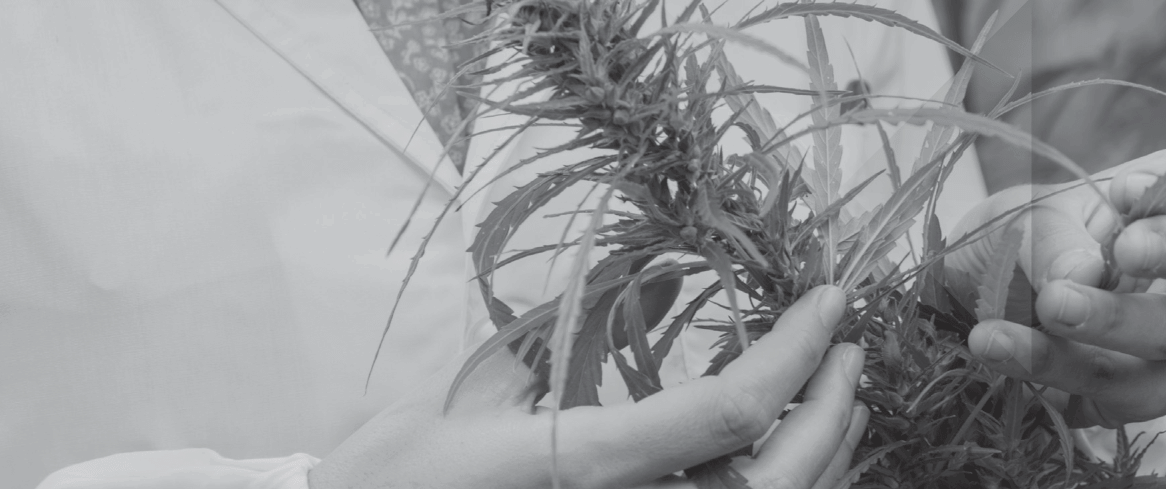 Meet the Editor: Q&A with David Gorelick, Editor-in-Chief of the Journal of Cannabis Research