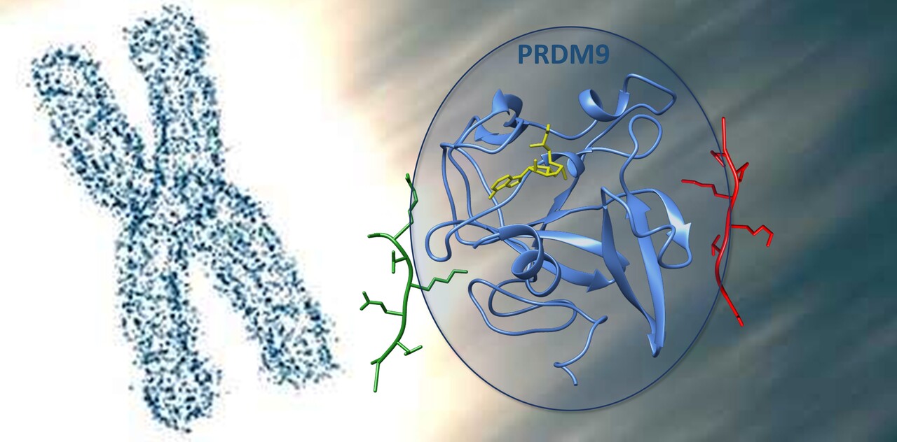Publication investigating the dual substrate specificty of the PRDM9 protein lysine methyltransferase
