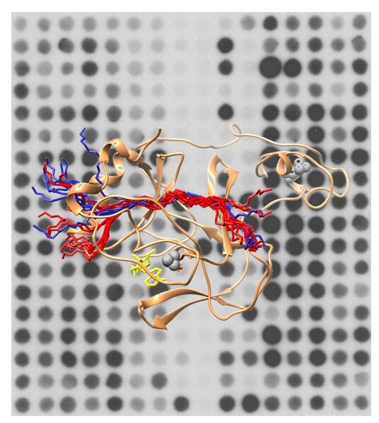 Publication describing discovery of NSD2 non-histone substrates and design of a super-substrate
