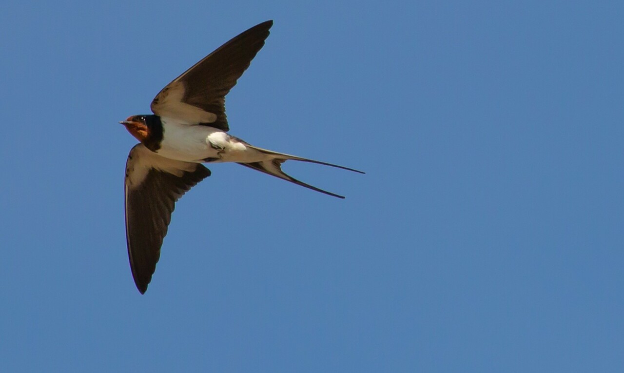 FEBS Summer Fellowships insights: to Prague and Madrid in 2021