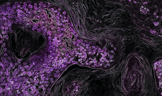 Karen Vousden: “I think we never stop learning and this is part of the fun of this career."