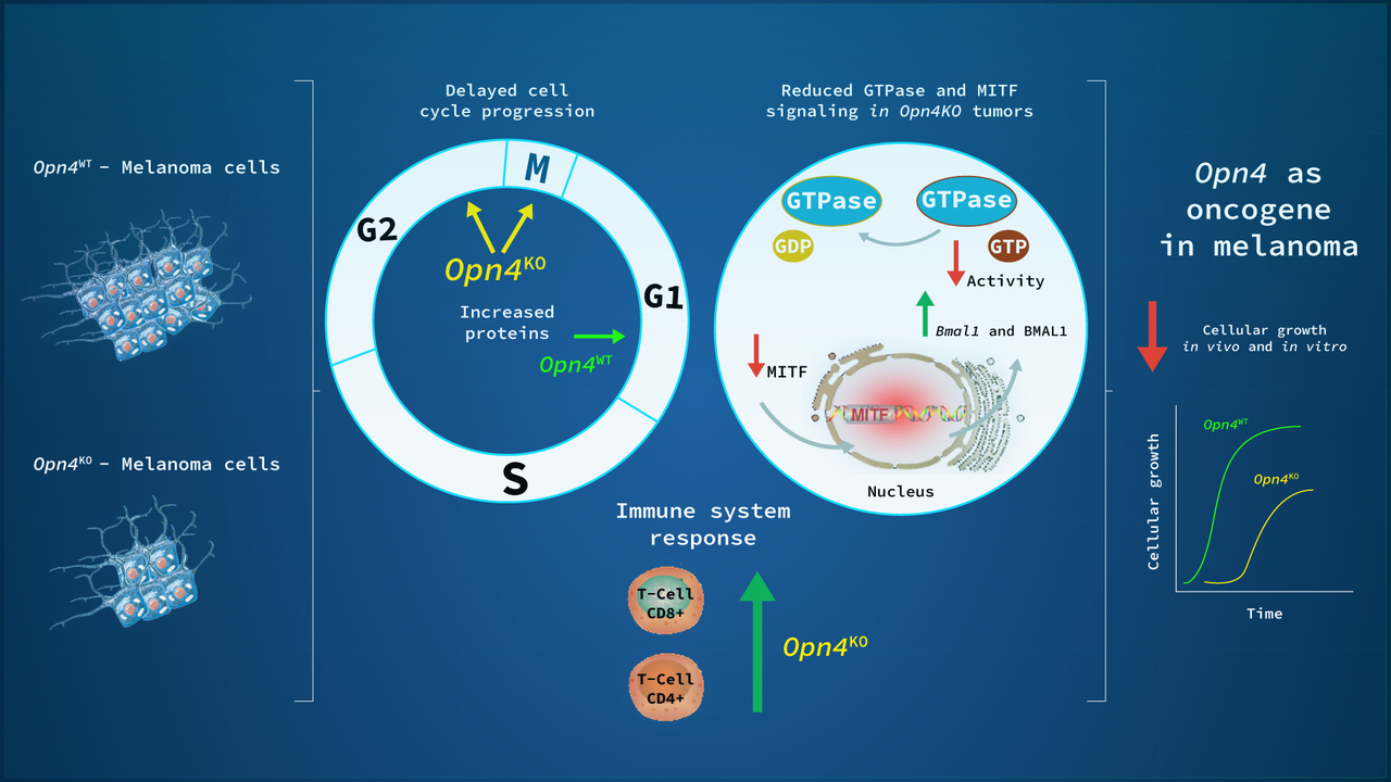 A new function for a classic photoreceptor: melanopsin as an oncogene 