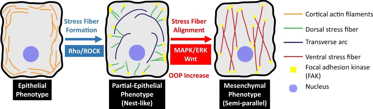 SPOCC: Tracking cancer metastasis at a single cell level