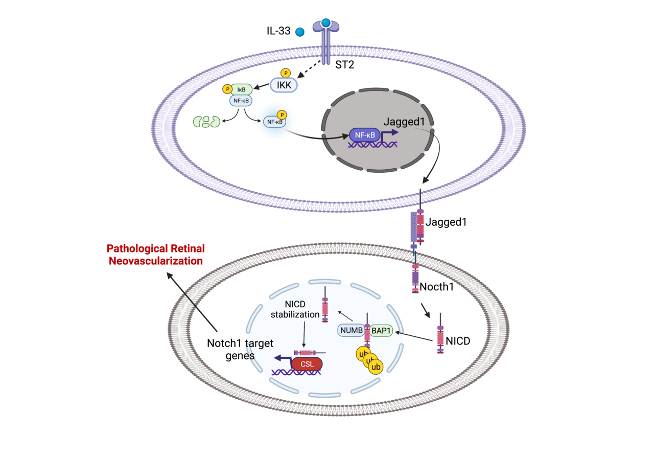 IL-33 enhances Jagged1 mediated NOTCH1 intracellular domain (NICD) deubiquitination and pathological angiogenesis in proliferative retinopathy