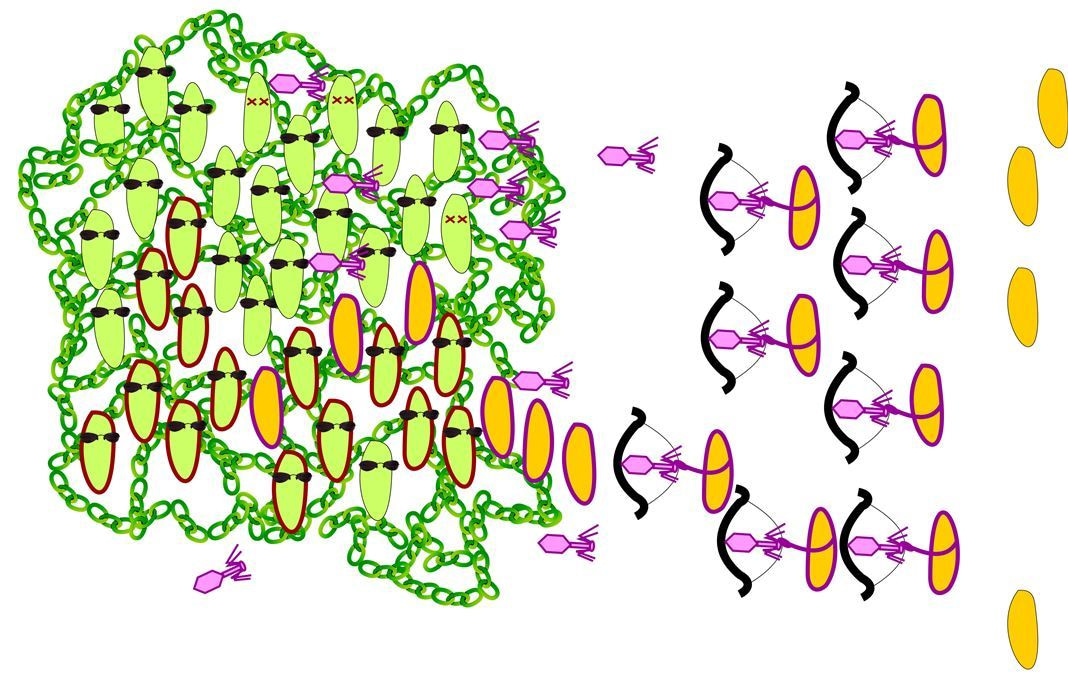 Social interactions in biofilms shaped by awoken mobile genetic elements