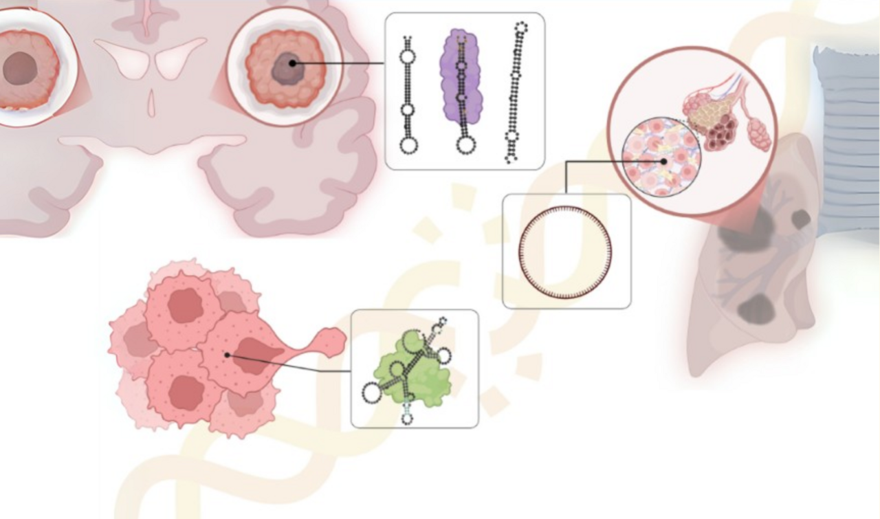In the Limelight: Non-coding RNAs in Cancer