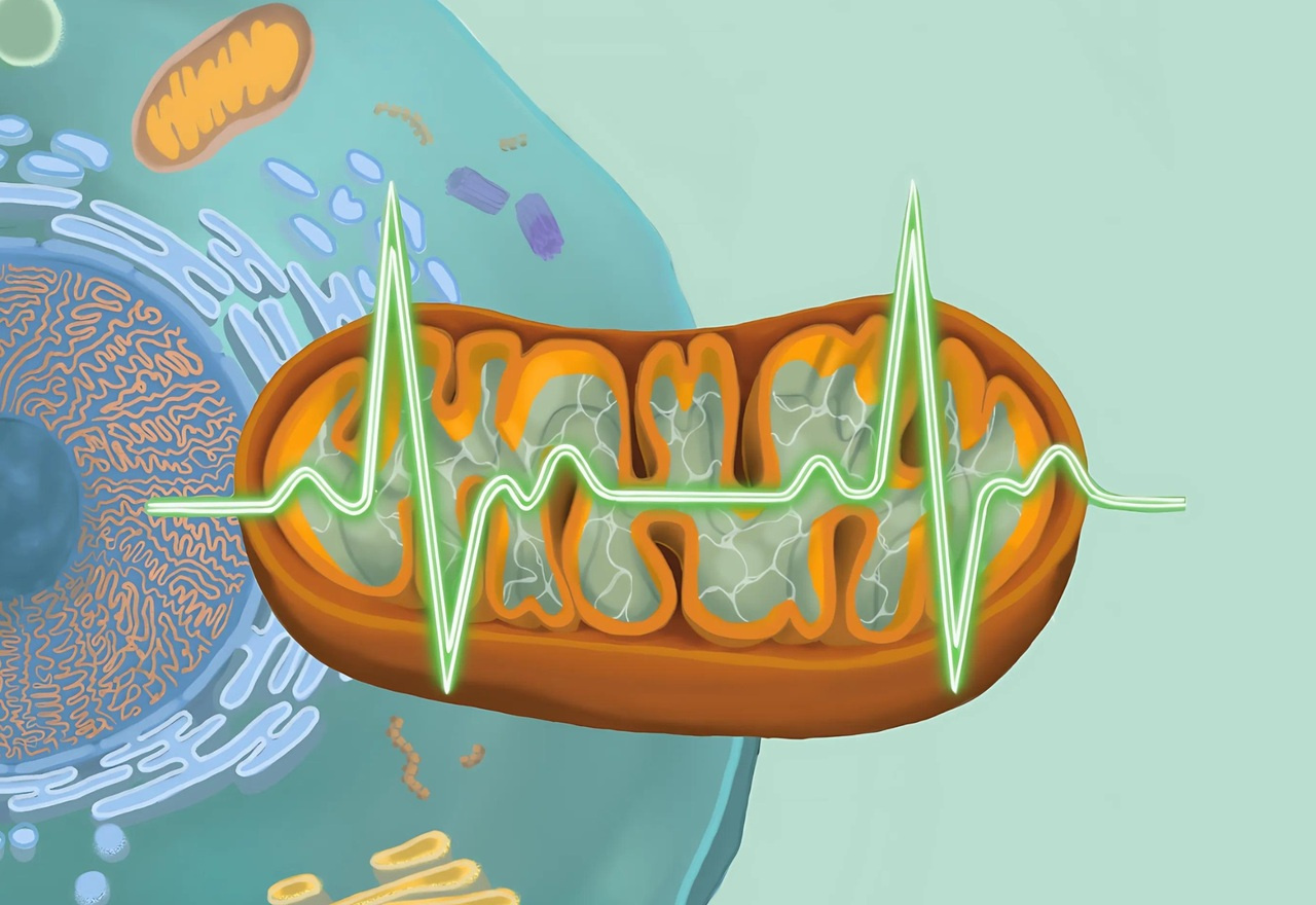 In the Limelight: Mitochondrial Biogenesis