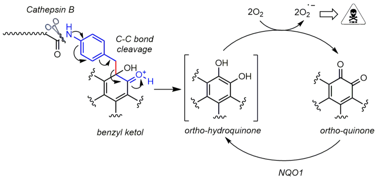 Masking and targeted release of redox-cycling ortho-quinones via a C–C bond-cleaving 1,6-elimination