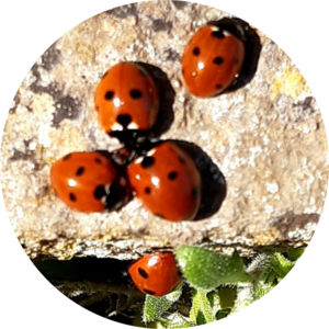 Go to the profile of Stephanie Ward