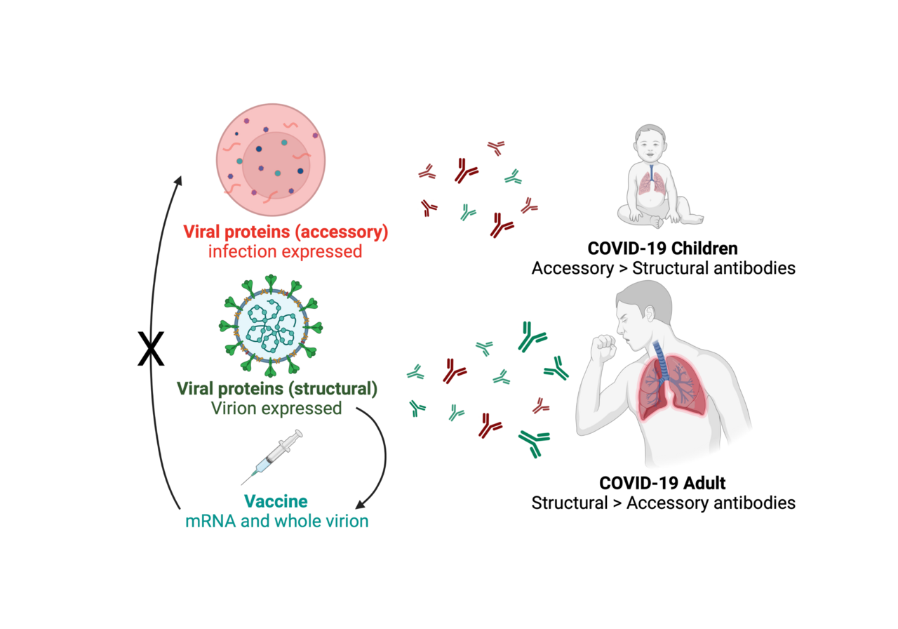 SARS-CoV-2 accessory proteins reveal distinct serological signatures in children 