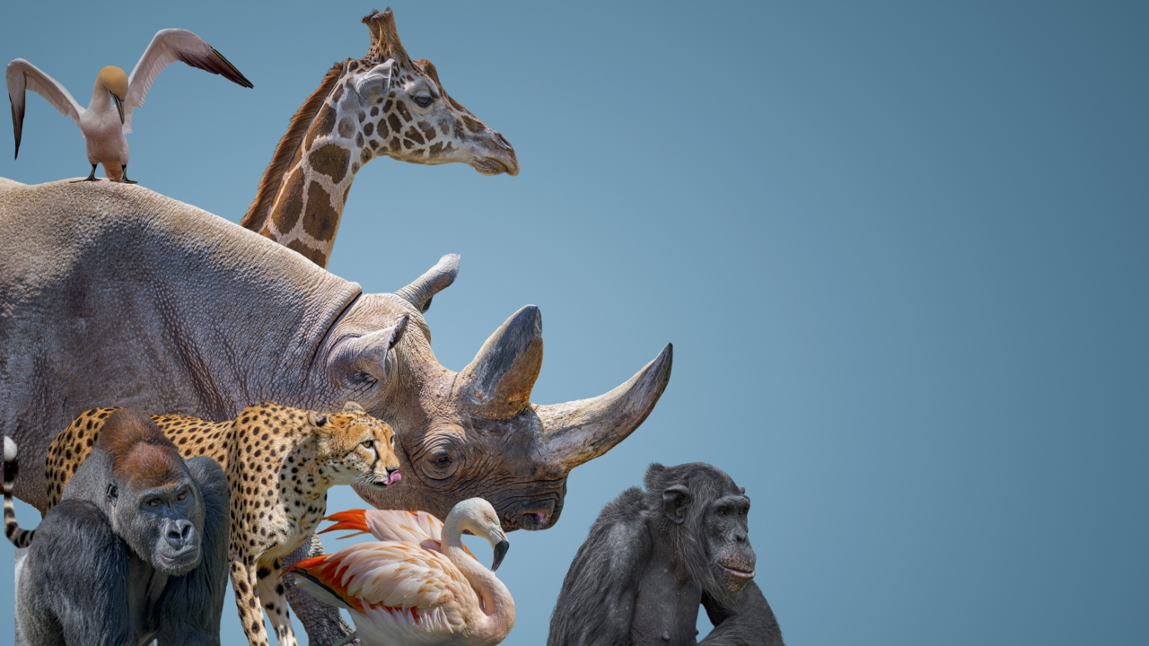 🧠 Extinction’s Hidden Toll—The Loss of Knowledge