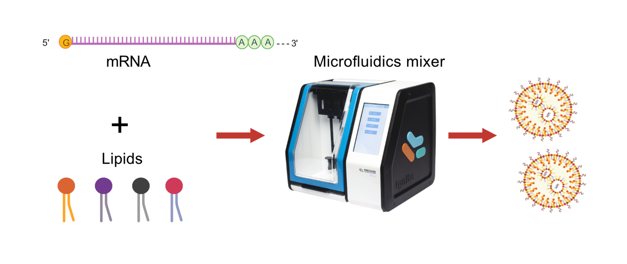 Expanding anti-coronavirus arsenal: exploring next generation COVID mRNA vaccine candidate targeting Omicron variant