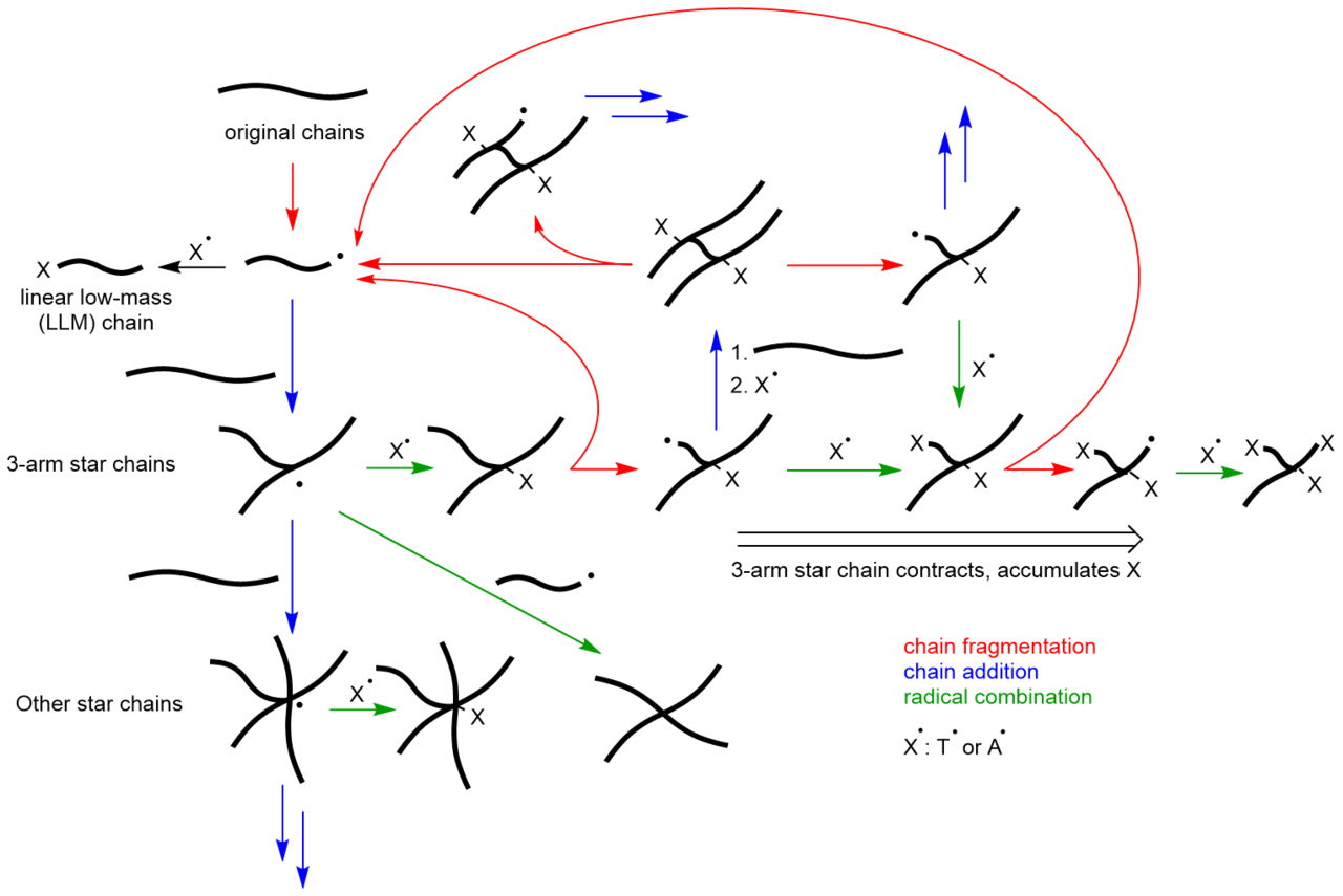 Breaking and making of bonds: constructive remodeling of a polymer under mechanical loads.