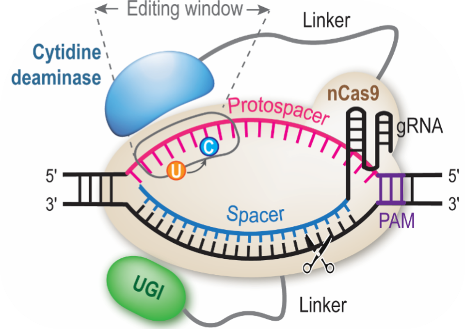 Complex bacterial engineering made easy with novel CRISPR-based tools—all at once or one-gene-at-a-time