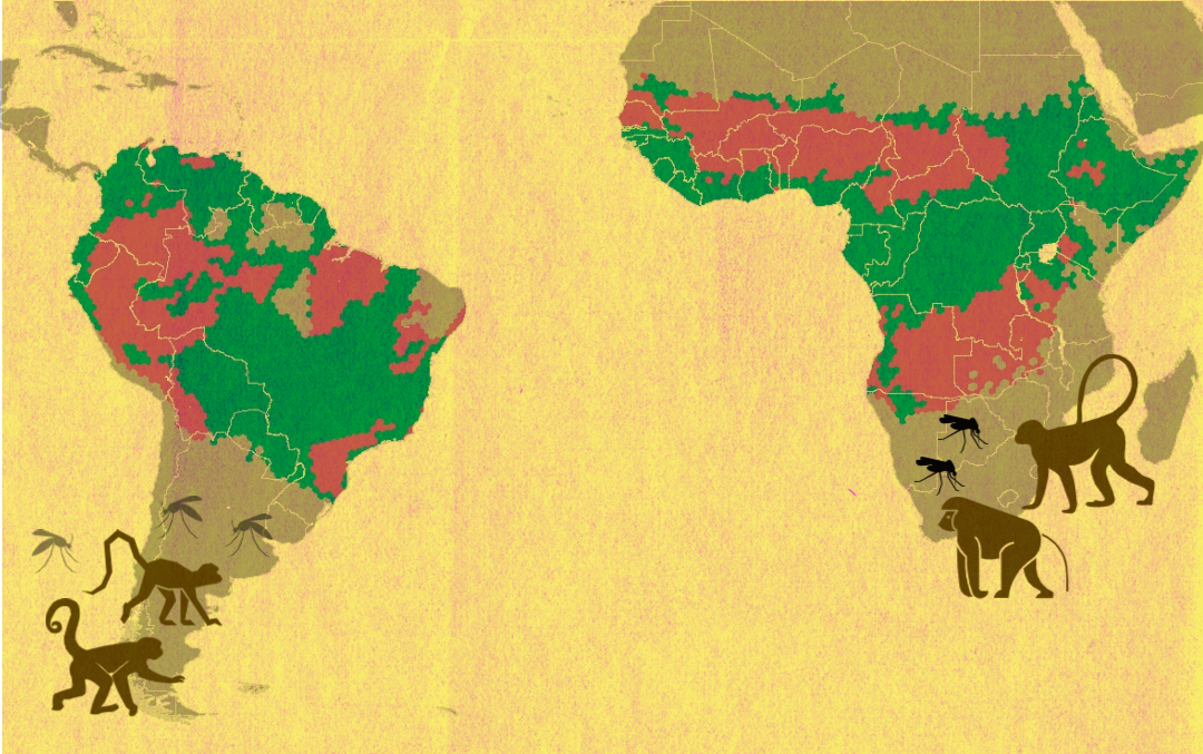 Emerging zoonotic and anthroponotic potential for yellow fever transmission