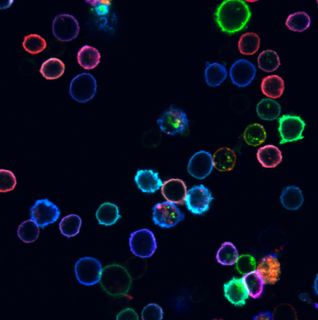 Spatiotemporal Multiplexed Immunofluorescence Imaging of Living Cells and Tissues