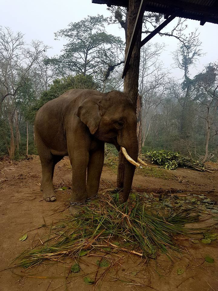 Gut microbiota diversity among humans, elephants, livestock and wild herbivores in Chitwan National Park bears implications for conservation medicine