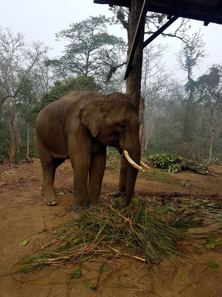 Shared Air: Comparing Elephant and Human Respiratory Microbiomes