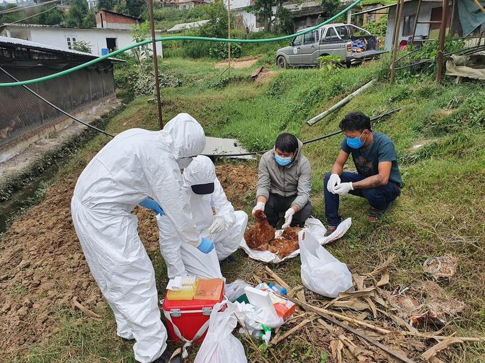 Metagenomic analysis of human, animal, and environmental samples identifies potential emerging pathogens, profiles antibiotic resistance genes, and reveals horizontal gene transfer dynamics