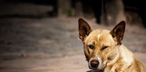 Genetic analysis of canine distemper virus in stray dogs from Kathmandu Valley
