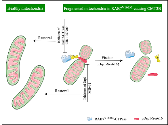 Mitochondrial Dysfunction in Charcot Marie Tooth 2B peripheral neuropathy?