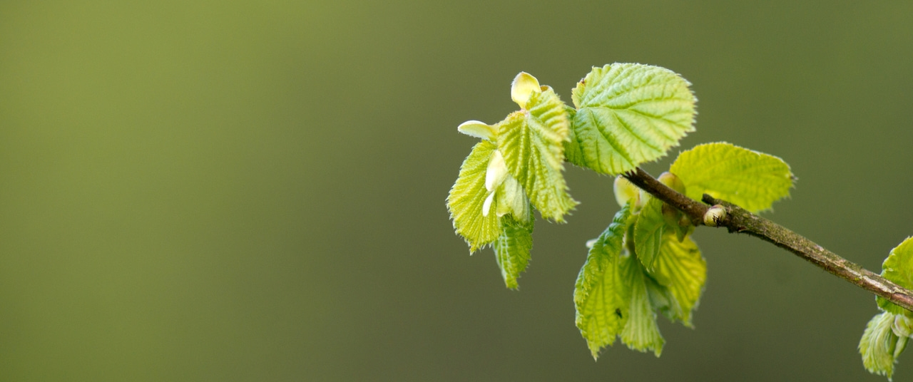 Should we account for bud temperature in phenology studies? 