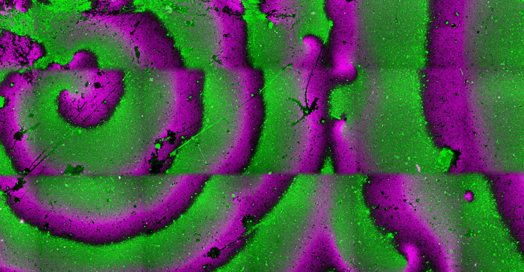 A game of catch to localize bacterial division proteins