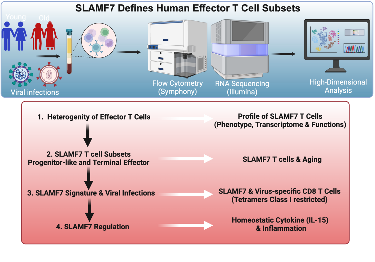 CRACCing the code of Effector T cells