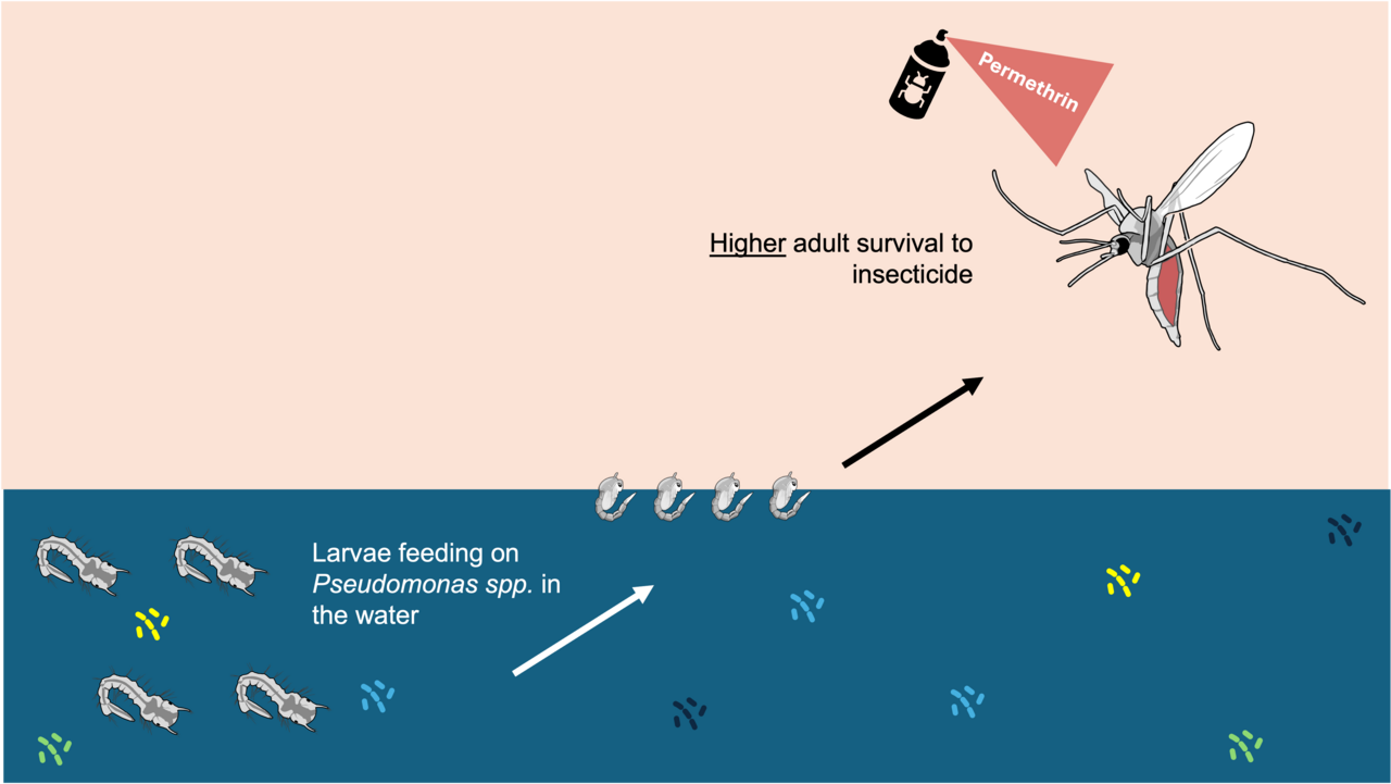 Swimming in bacteria: How exposure to Pseudomonas shields mosquitoes from insecticide