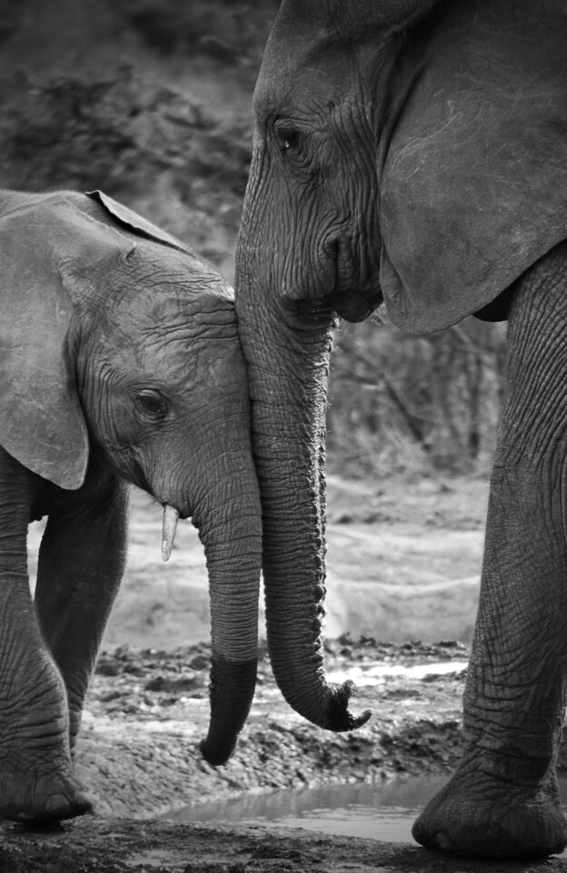 Seeking funding opportunities for the Elephant Resource Centre