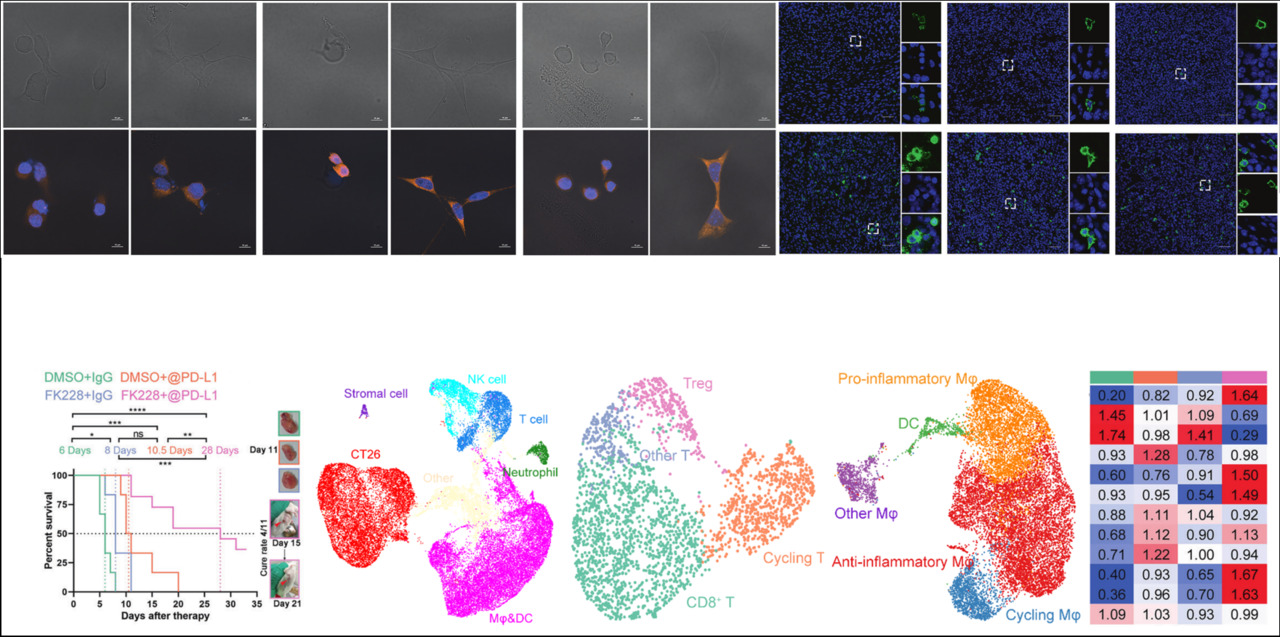 FK228 reshapes tumor microenvironment to enhance anti-PD-L1 efficacy