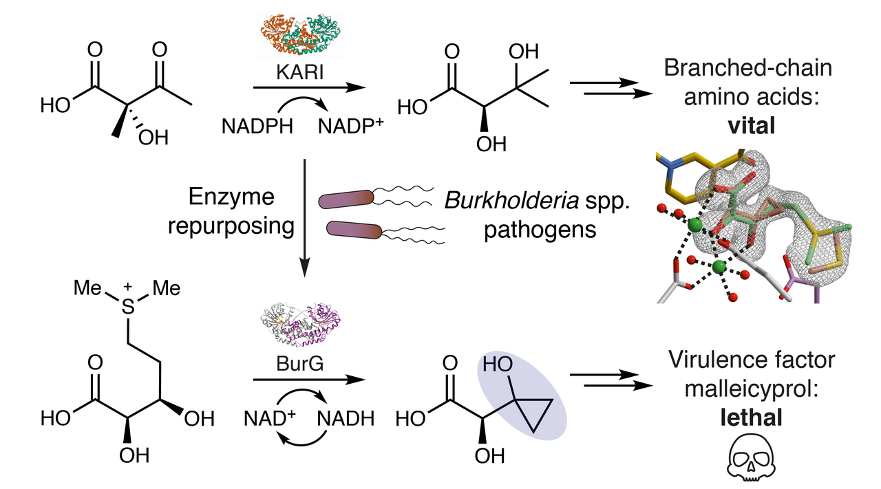 Understanding the Formation of Natural Product Toxins in Pathogenic Bacteria