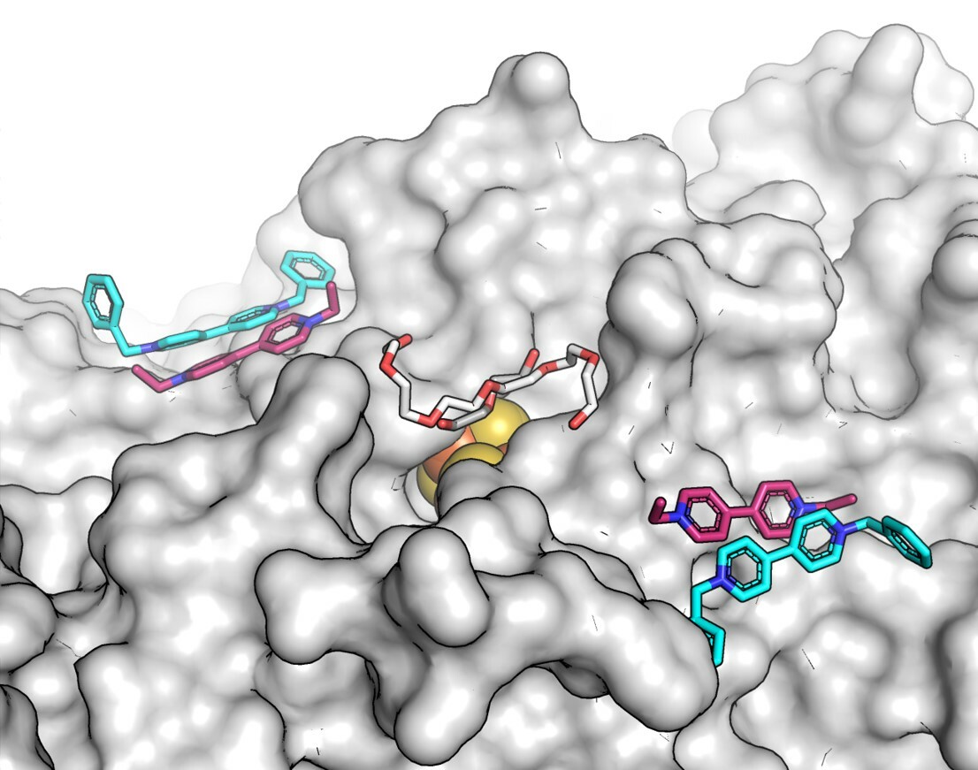 Surface Alanine Braille Guides the Discovery of Electron Mediator Binding Sites in CO Dehydrogenase
