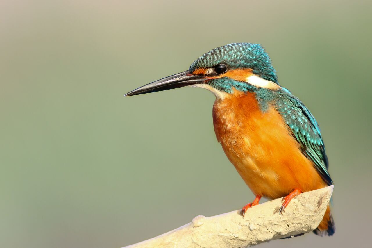 ELIORÈ Club de Ciencia-Debate