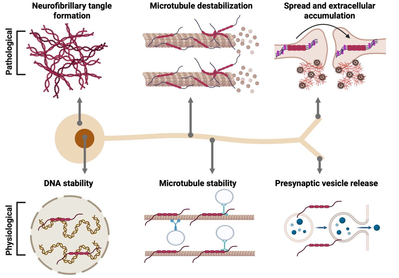 Protein misfolding disturbs cell communications and brain function: the perpetrator tau