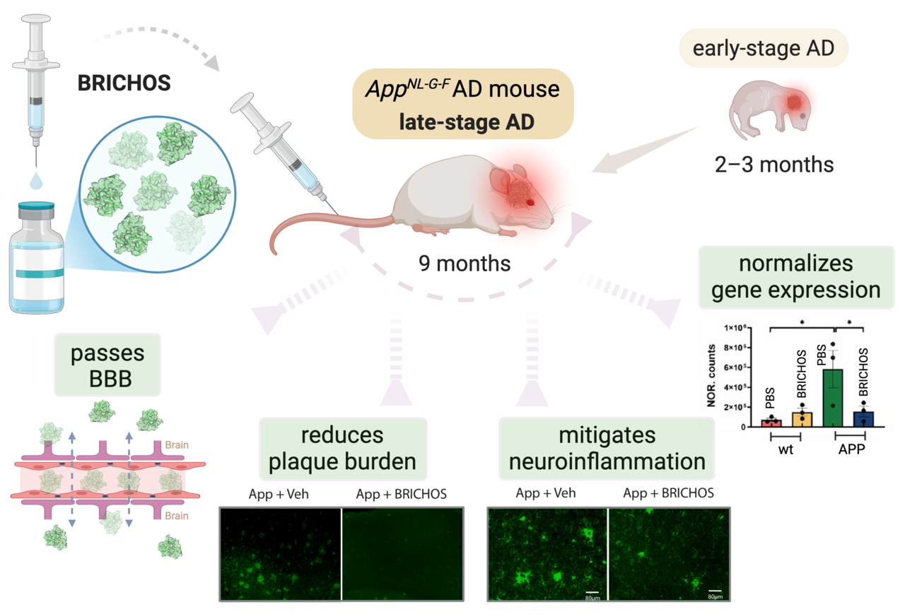 Targeting Late-Stage Alzheimer's Disease with BRICHOS Chaperone Treatment