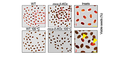 Seed longevity is controlled by metacaspases