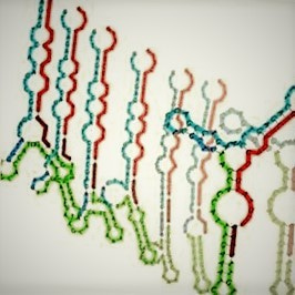 The FEBS Journal: noncoding RNAs