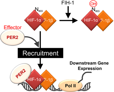 Highlights from The FEBS Journal – November 2017