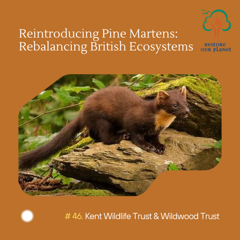 Restore Our Planet Podcast #46 Reintroducing Pine Martens: Rebalancing British Ecosystems 