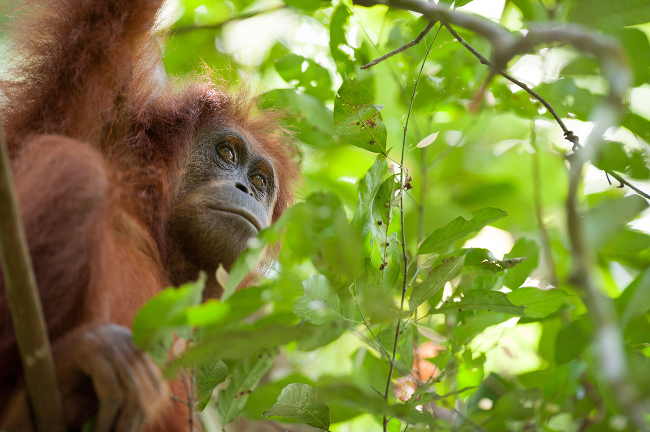Restore Our Planet Podcast #34 Protecting Sumatran Orangutans: Lucy Radford