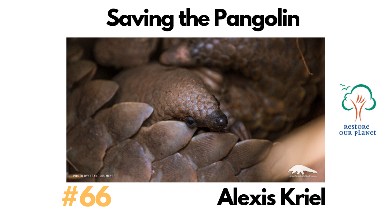 Restore Our Planet Podcast #66 Saving the Pangolin: Alexis Kriel