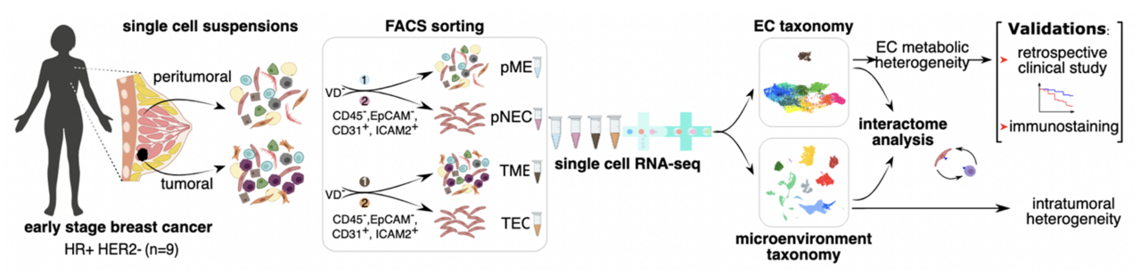 The many faces of endothelial cells in healthy and malignant breast tissue – from angiogenesis to immunoregulation and lipid processing