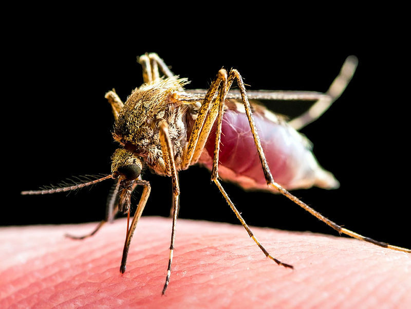 Severe Malaria Africa: A consortium for Research and Trials (SMAART)