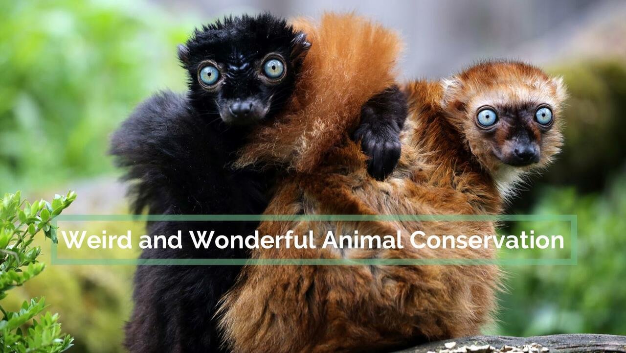 WAWA Conservation Small Grant Programme