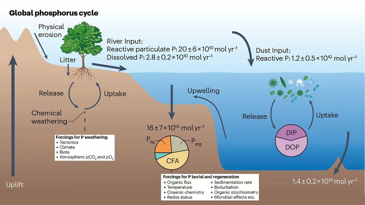 Enhanced phosphate weathering in the Late Miocene