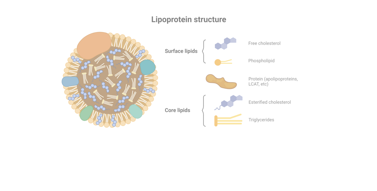 Body-fat relates differently to disease blood biomarkers according to where in the body it accumulates