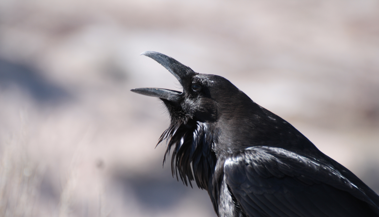 Revealing the colonizing brain