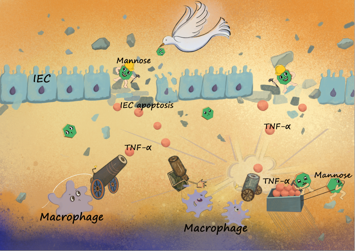 Sweet Healing - Harnessing Mannose to Combat Intestinal Inflammation